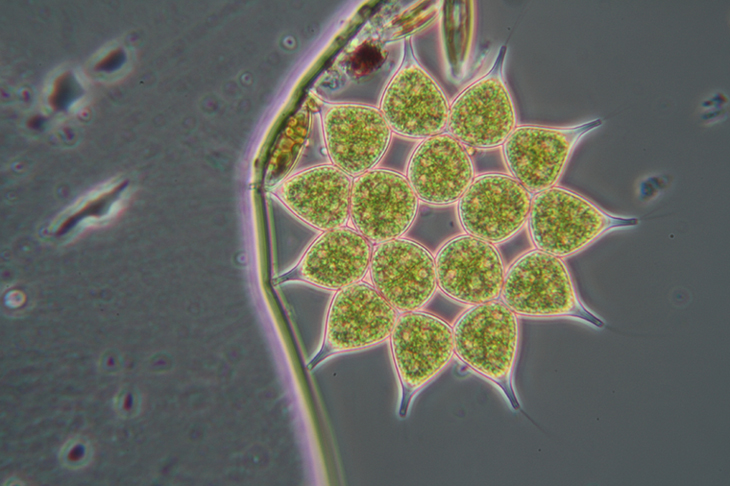 Pediastrum sp.